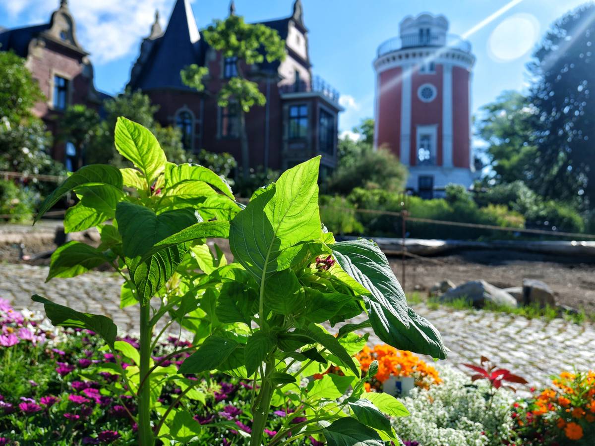Bilder: Sommer im Botanischen Garten