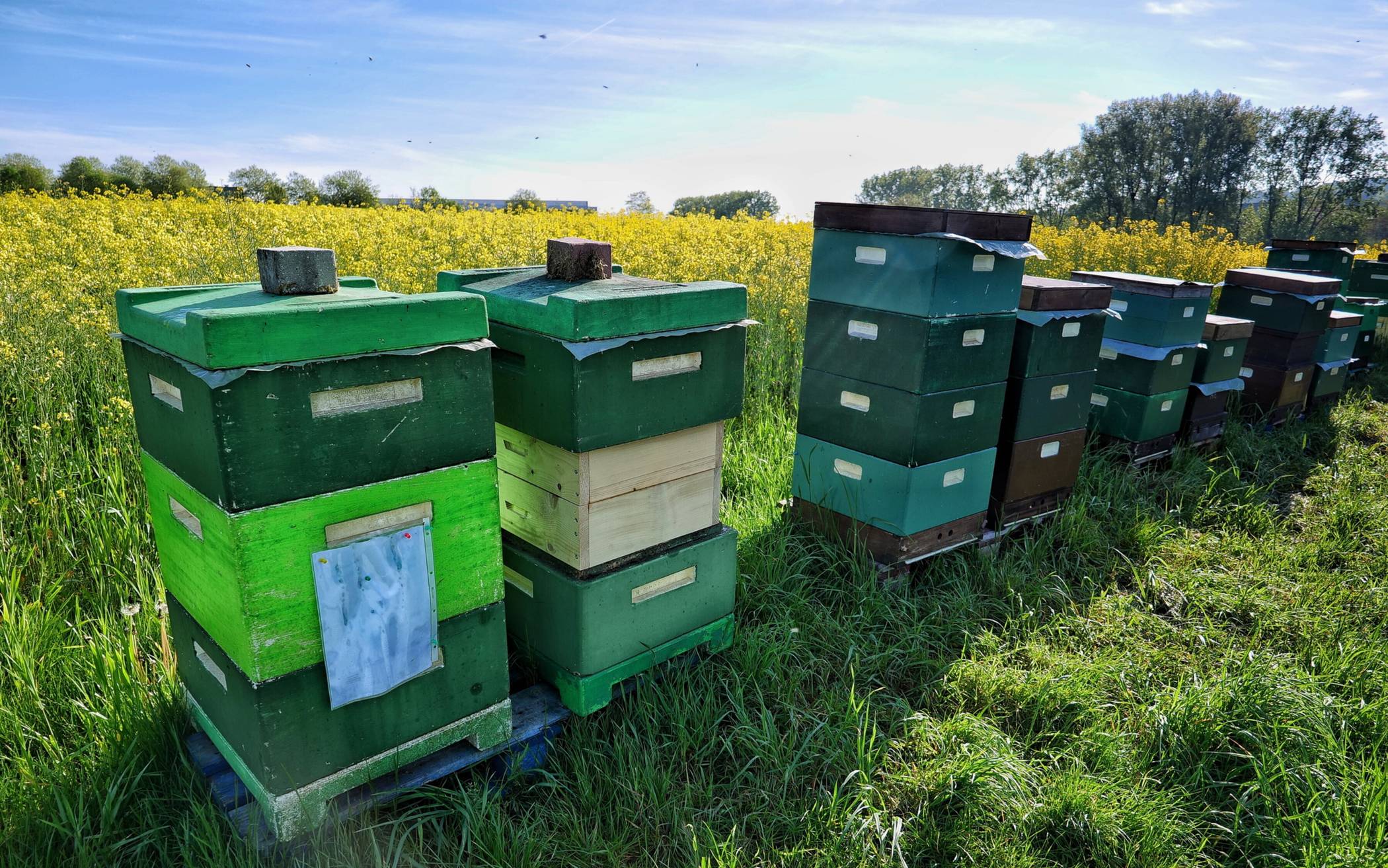 Ein Tag rund um die Bienen