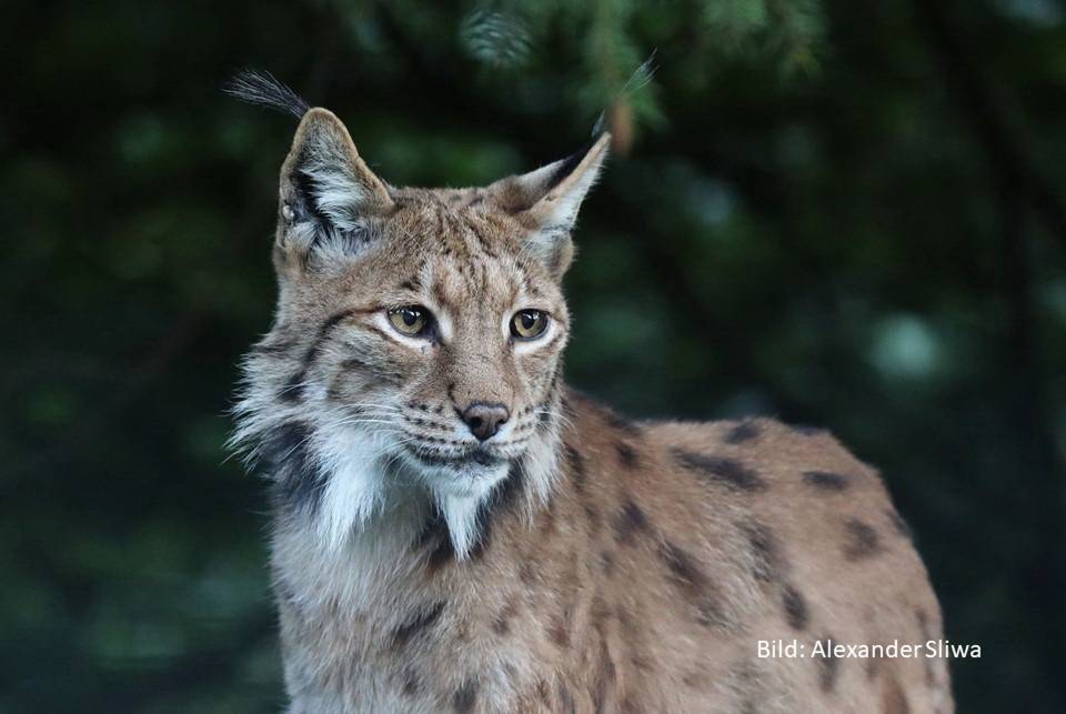 Mottotag „Augen und Ohren wie ein Luchs“